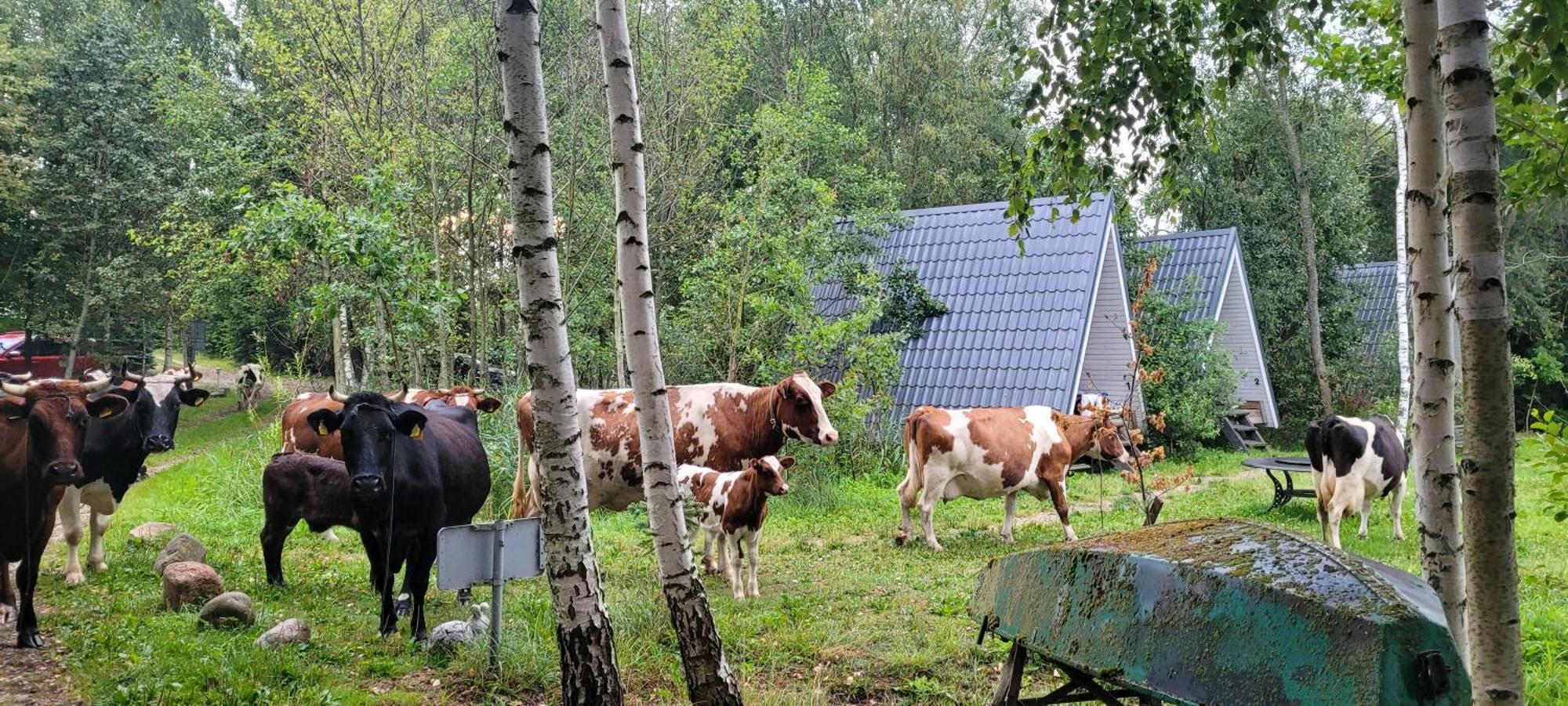Vigio Brasta Camping Elektrenai Exterior foto